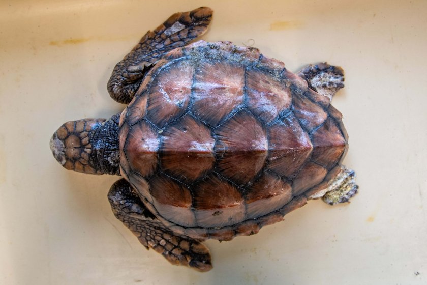 Dead beached loggerhead sea turtle, ready for dissection. (Photo: Jeroen Hoekendijk)