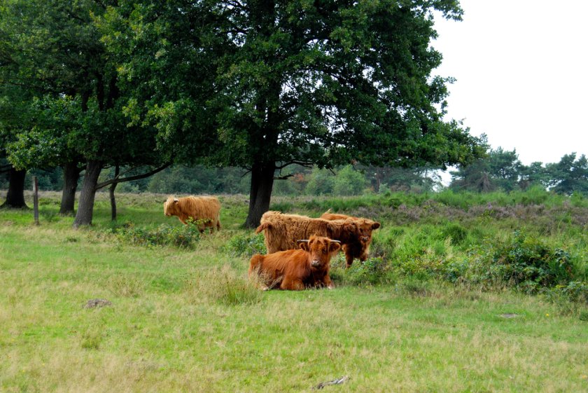 Grote grazers