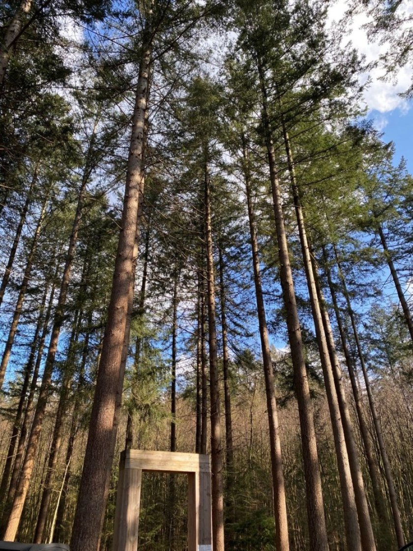 Bomen op landgoed Schovenhorst (foto: Yanjun Song)