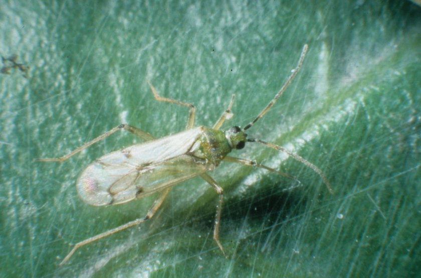 Predatory bug (Nesidiocoris tenuis)
