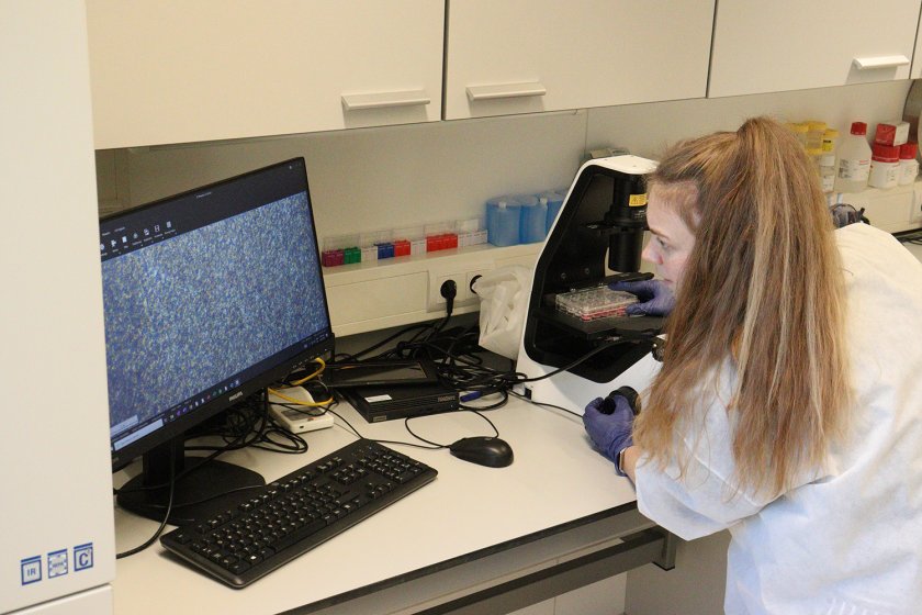 Romy Dresken bestudeert een beeld van een van de celkweken in het laboratorium.