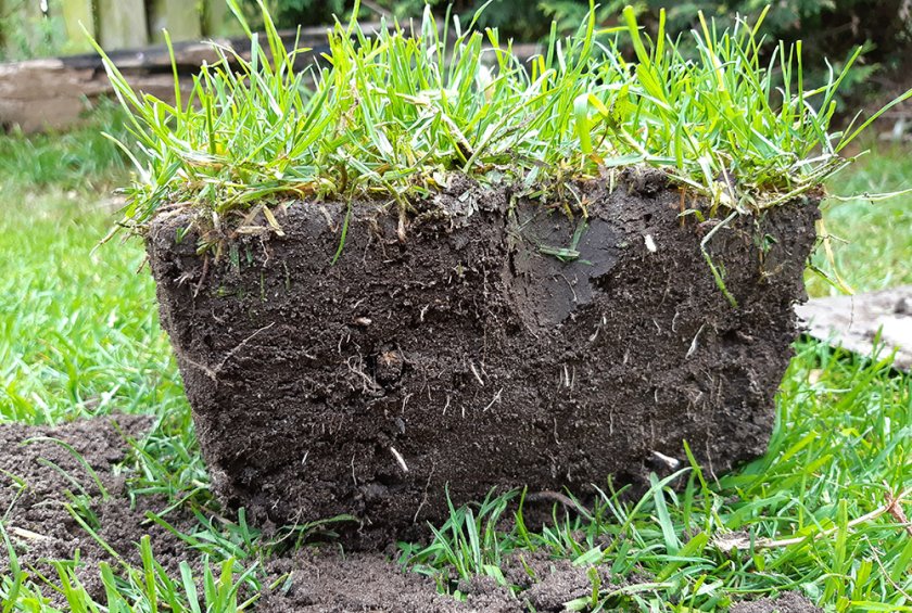 Koolstofopslag in grasvelden zit zowel in de in ondergrondse delen (bodem en wortels) als in de bovengrondse delen