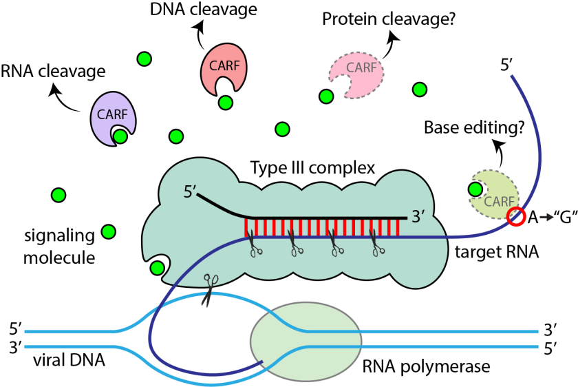 Carl Salazar_Type III diagram_CARF activation_simplified.carfs.png