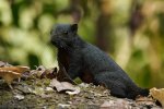 Donkere (melanistische) Pallas’ eekhoorn (Callosciurus erythraeus) (Foto: Rejoice Gassah, Wikimedia Commons, 2021)