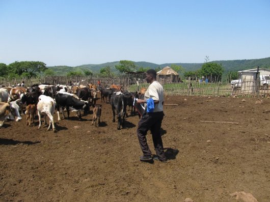 Nguni