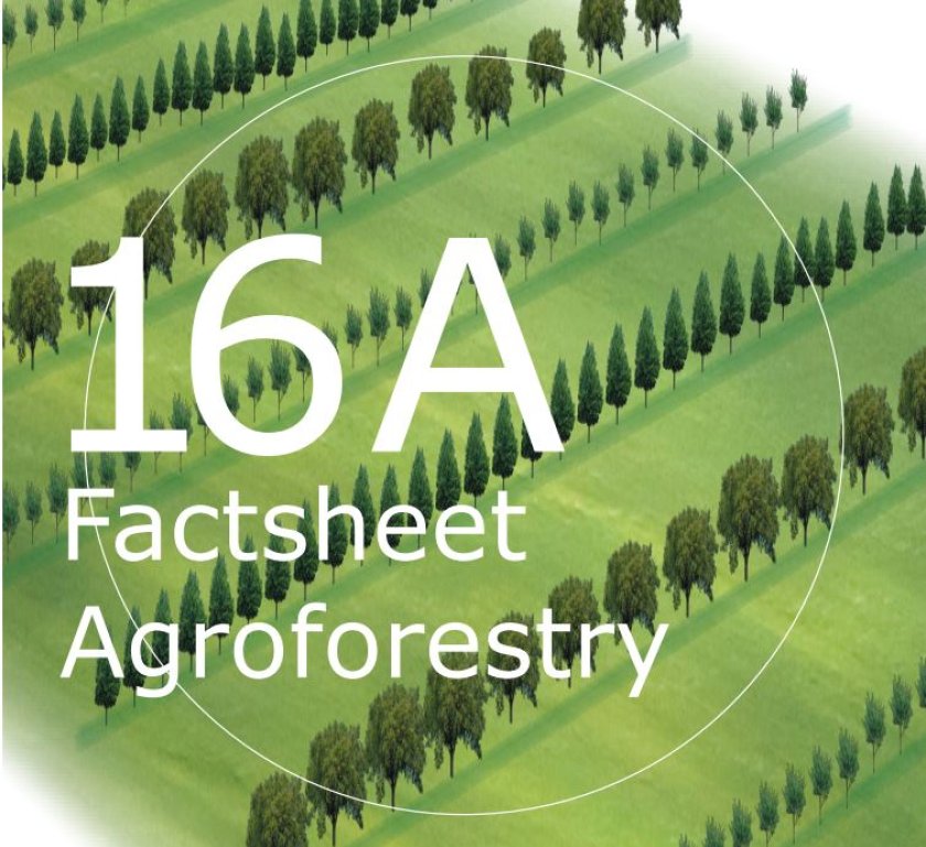 Factsheet Agroforestry 16A