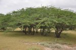 Mesquite (Prosopis juliflora) struiken. Foto: Ankila Hiremath, Wikimedia Commons, 2015