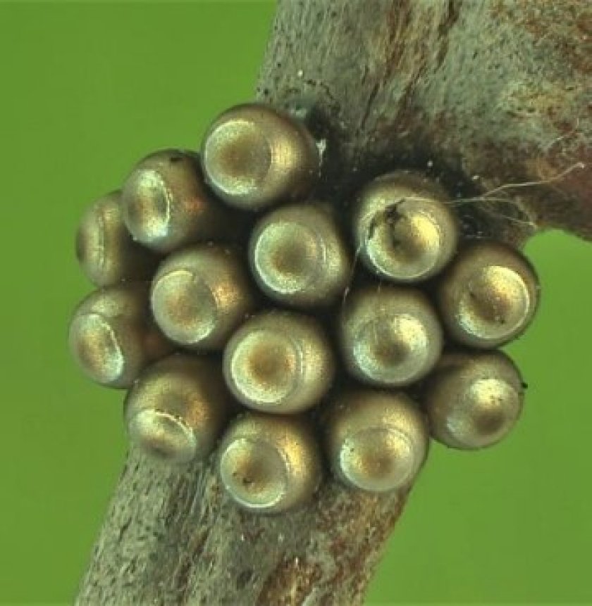 Grauwe schildwants (Rhaphigaster nebulosa)