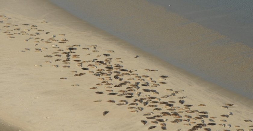 Voorbeeld van luchtfotos voor tellingen zeehonden. Foto: Sophie Brasseur (WUR)