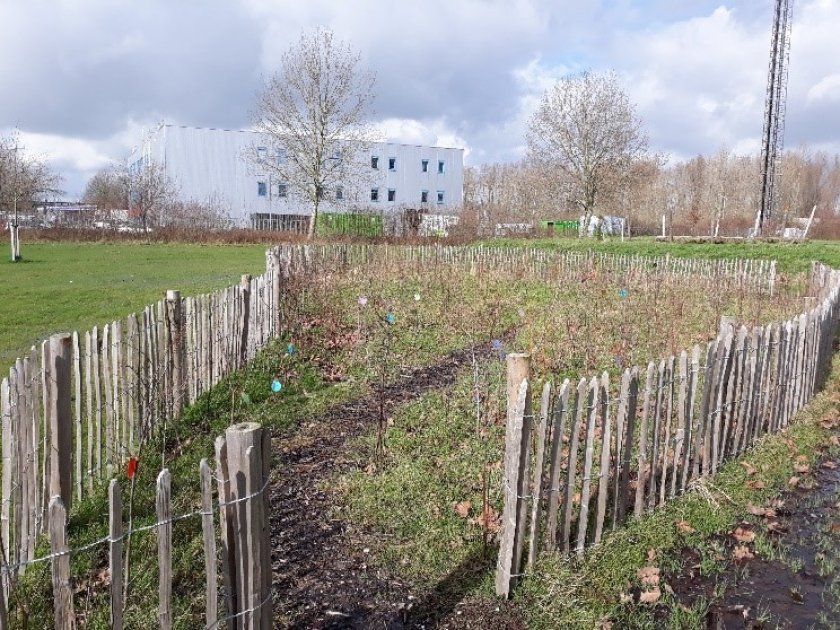 Een Tiny Forest in Almere