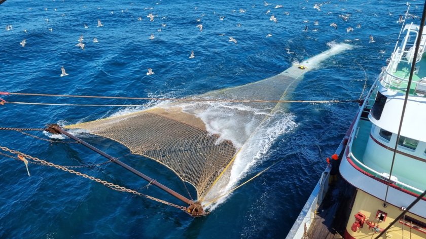 Het nieuwe vistuig de kiwikuil kan de overlevingskansen van in zee teruggezette bijvangst vergroten. Foto: Pieke Molenaar.