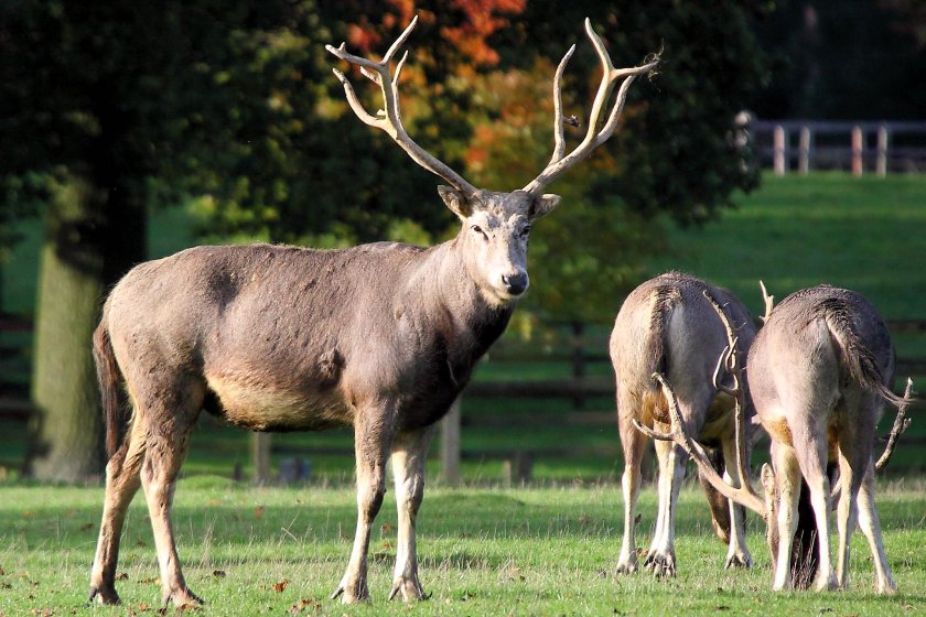 Pere_David_Deer_-_Woburn_Deer_Park_(5115883164).jpeg