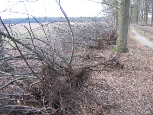 Uitgetrokken Amerikaanse vogelkersen aan de rand van heide (Foto Jan den Ouden)